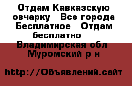 Отдам Кавказскую овчарку - Все города Бесплатное » Отдам бесплатно   . Владимирская обл.,Муромский р-н